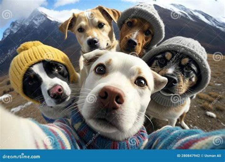 6 Dogs in a selfie in December 2017