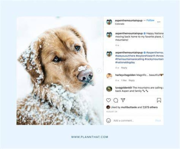 6 Dogs in an Instagram post as seen in March 2018