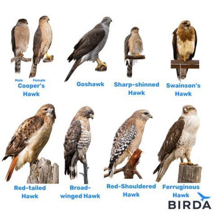 Big Hawk as seen in a still