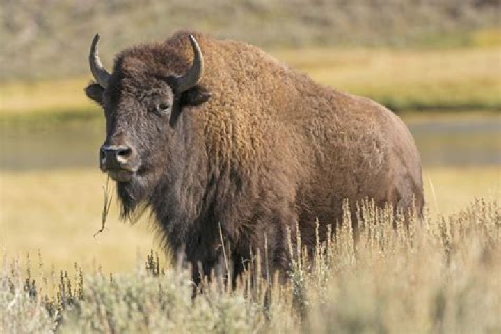 Bison