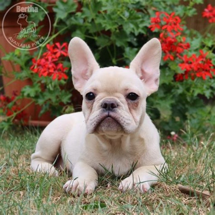 Frenchie as seen in an Instagram post in December 2021