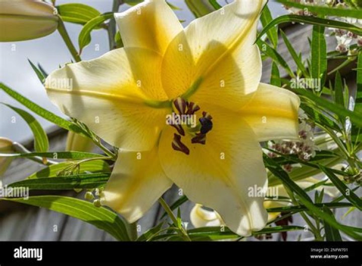 Lily as seen in January 2023