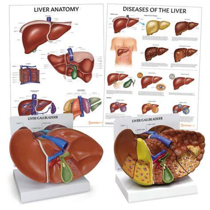 Liver