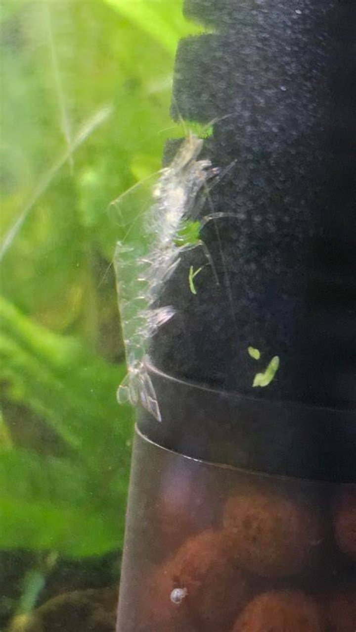 Molt as seen in a picture taken in Finland in June 2017