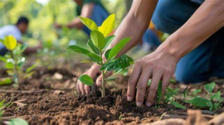 NateWantsToBattle promoting tree plantation in November 2019