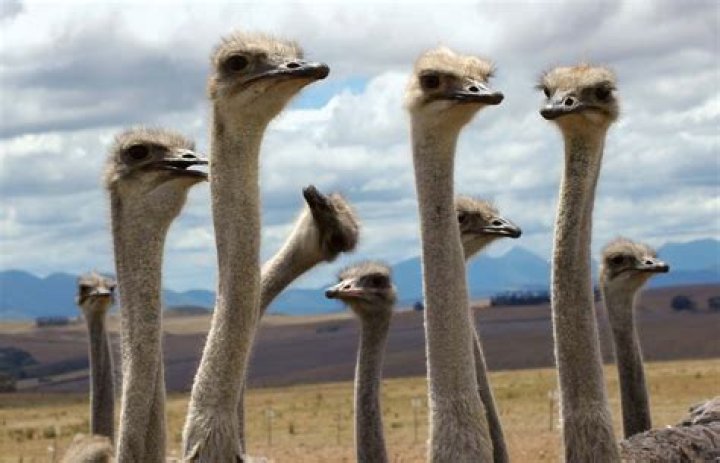 Ostrich