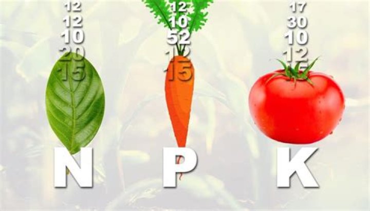 P.I.N.K Diet