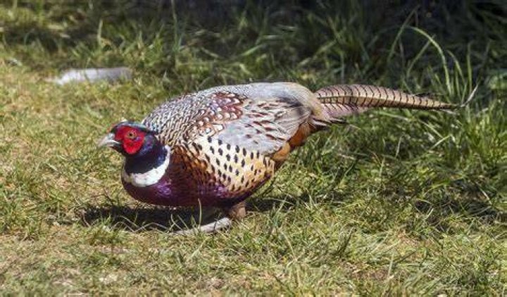 Pheasant