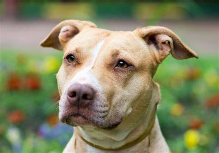 Pitbull