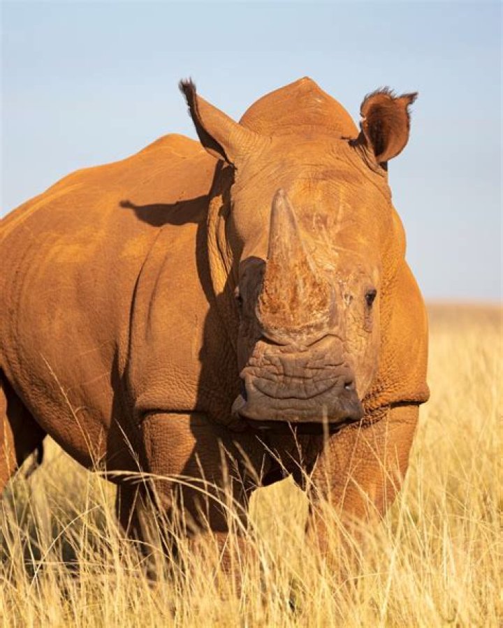 Rhino as seen in a picture that was taken in October 2021