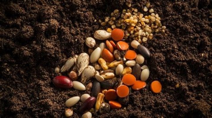 Seeds