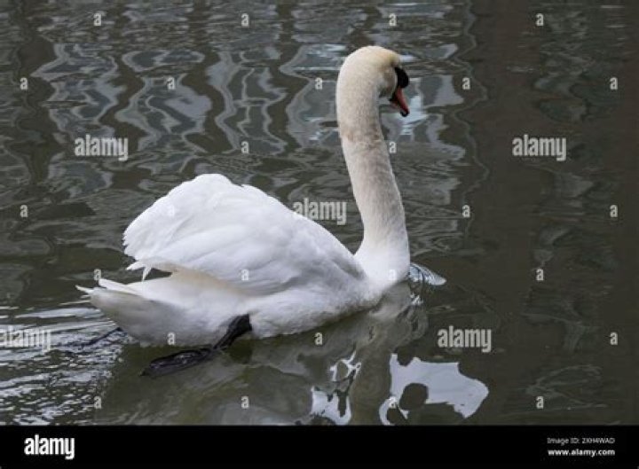 Swan as seen in an Instagram post in February 2023