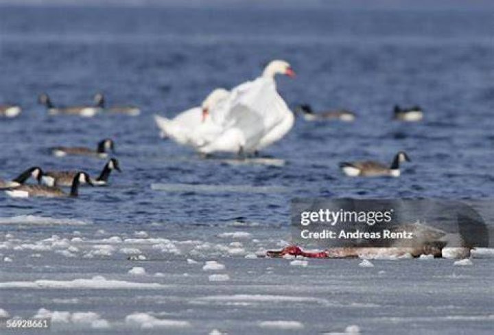 Swan as seen in February 2023