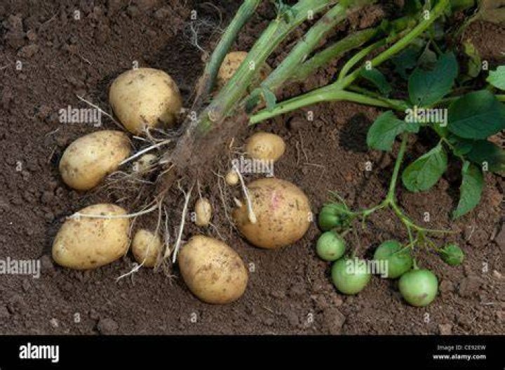 Tubers