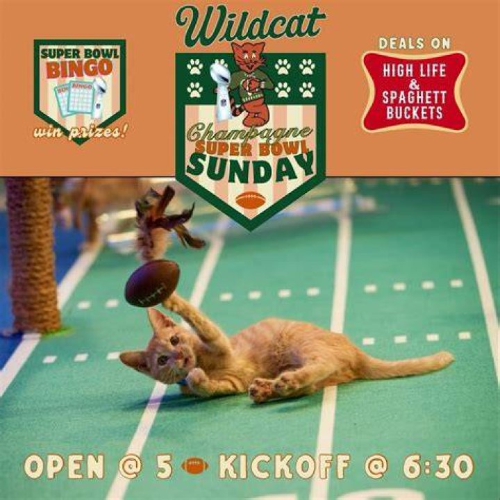 Wildcat in an Instagram post as seen in November 2017
